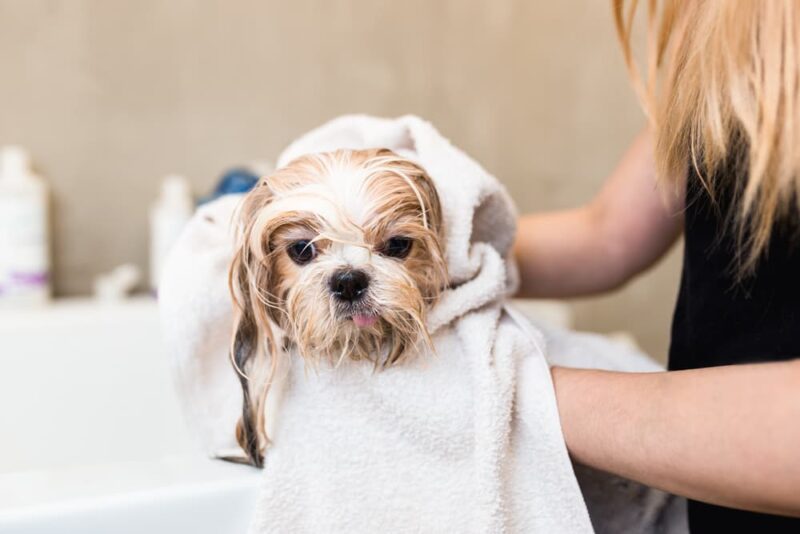 7 Common Dog Skin Problems (and How to Help Fix Them) | Great Pet Care