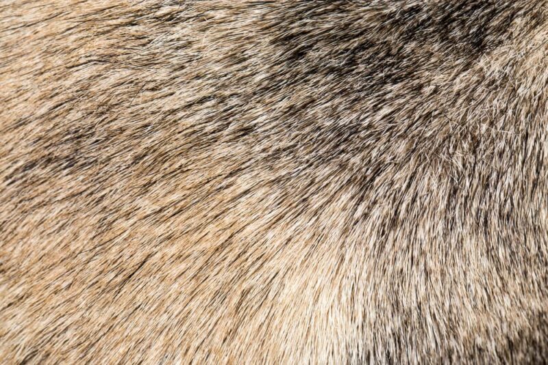 7 Common Dog Skin Problems (and How to Help Fix Them) Great Pet Care