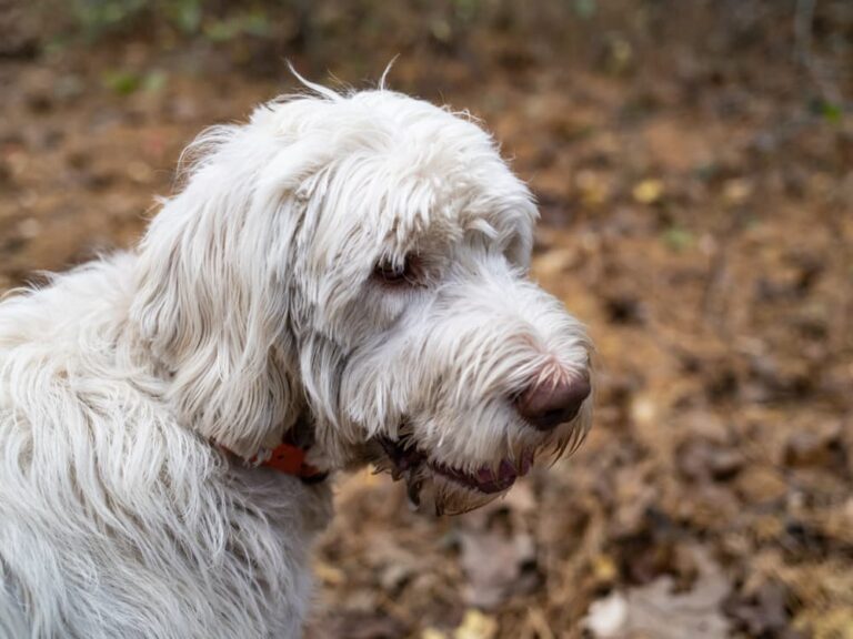 dog with matted fur