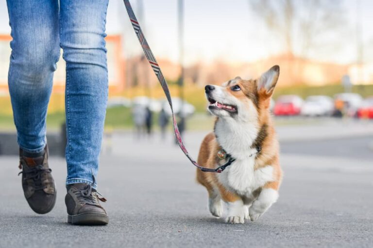 dog walks on leash with owner