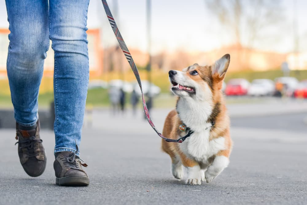 How to Help Keep Your Dog Safe While on a Walk How to Help Keep Your Dog Safe While on a Walk