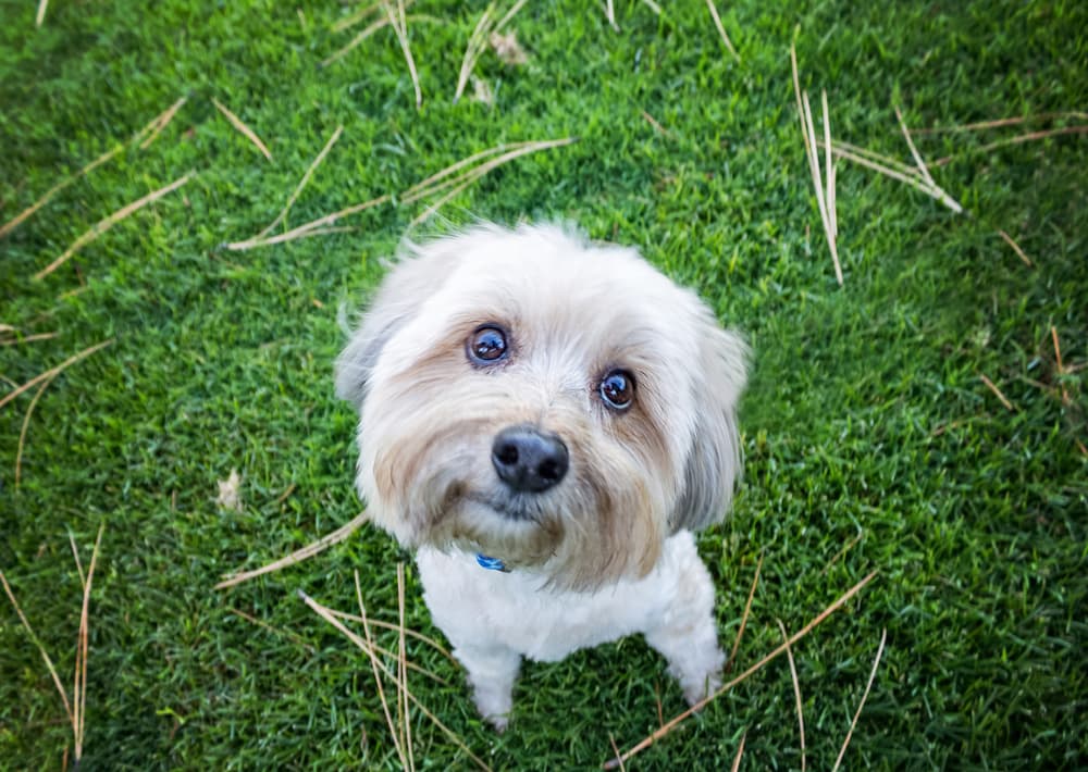 7 Myths Your Clients Still Believe About Worms in Dogs 7 Myths Your Clients Still Believe About Worms in Dogs