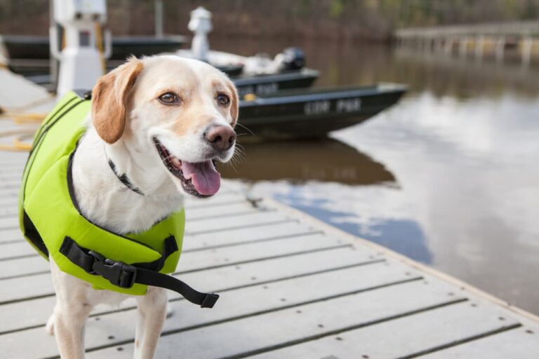 dog wears life jacket