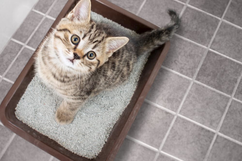 Flushable Cat Litter Weighing The Pros And Cons Great Pet Care