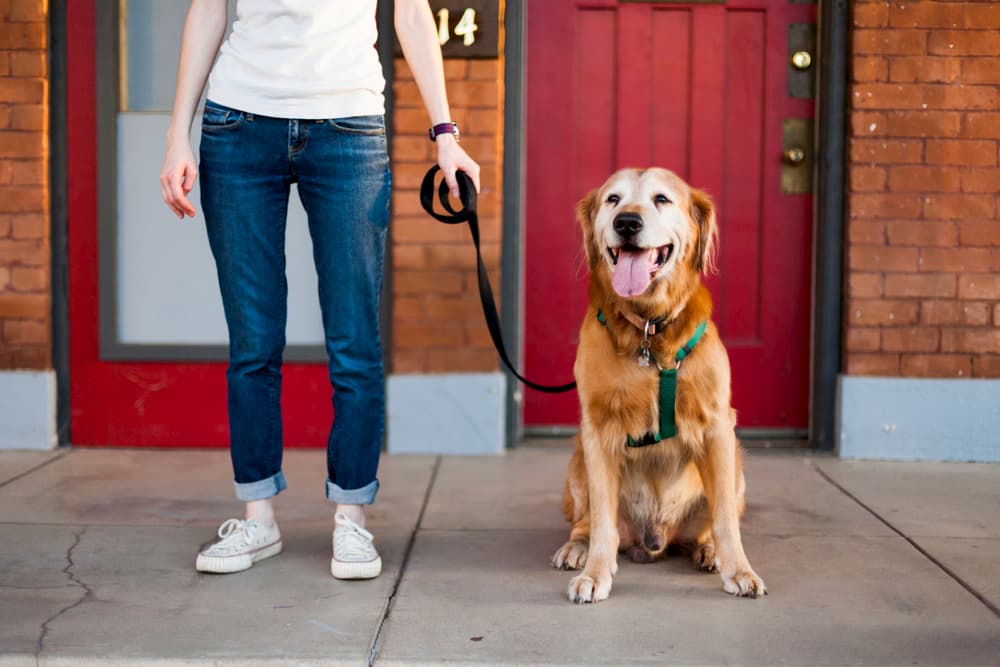 How To Put A Harness On A Dog