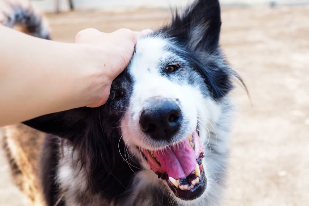 9 Easy Ways to Enrich Your Dog’s Life 9 Easy Ways to Enrich Your Dog’s Life