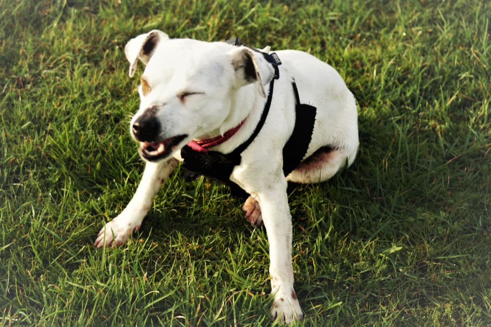 Why Do Dogs Sneeze? Why Do Dogs Sneeze?