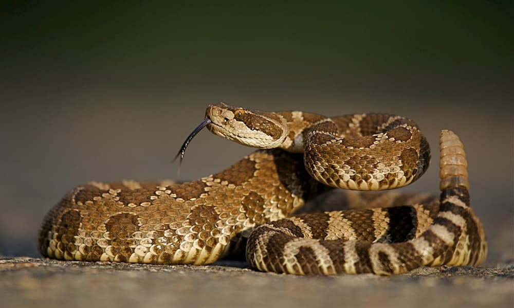 Rattlesnake Vaccine for Dogs Rattlesnake Vaccine for Dogs