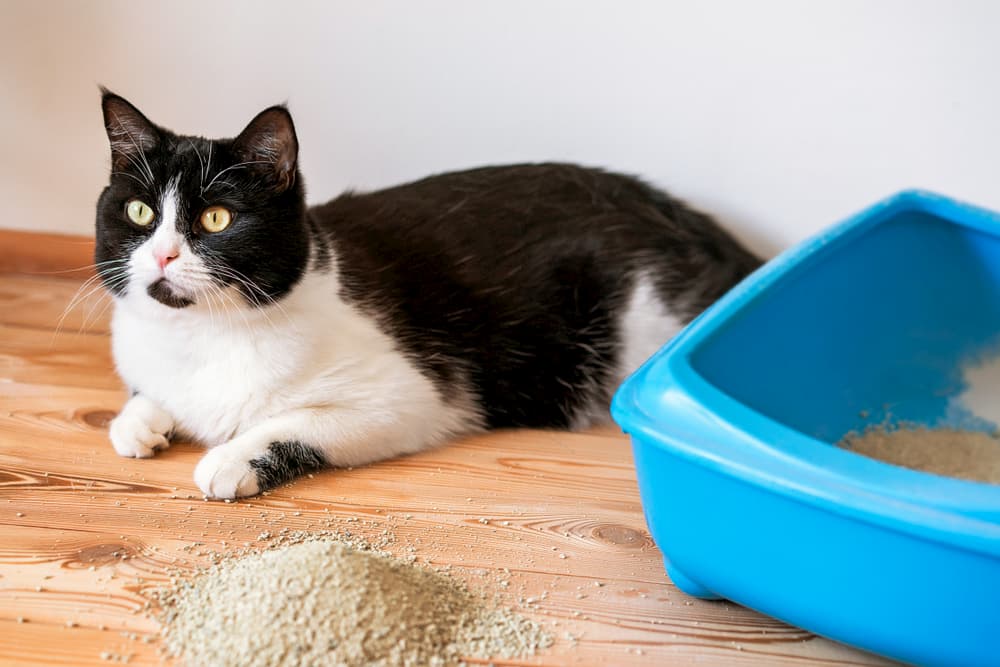 is flushable cat litter really flushable