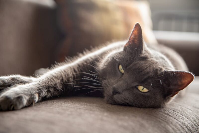 10 Things to Avoid Doing When Leaving Your Cat Alone Great Pet Care