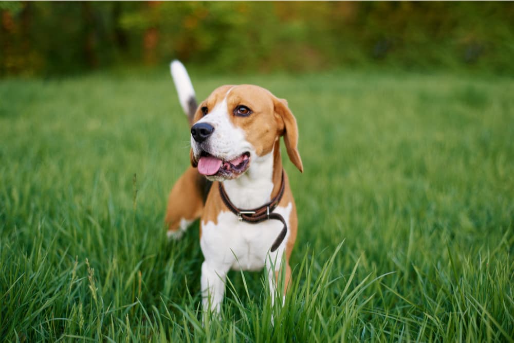 10 Most Active Dog Breeds Great Pet Care