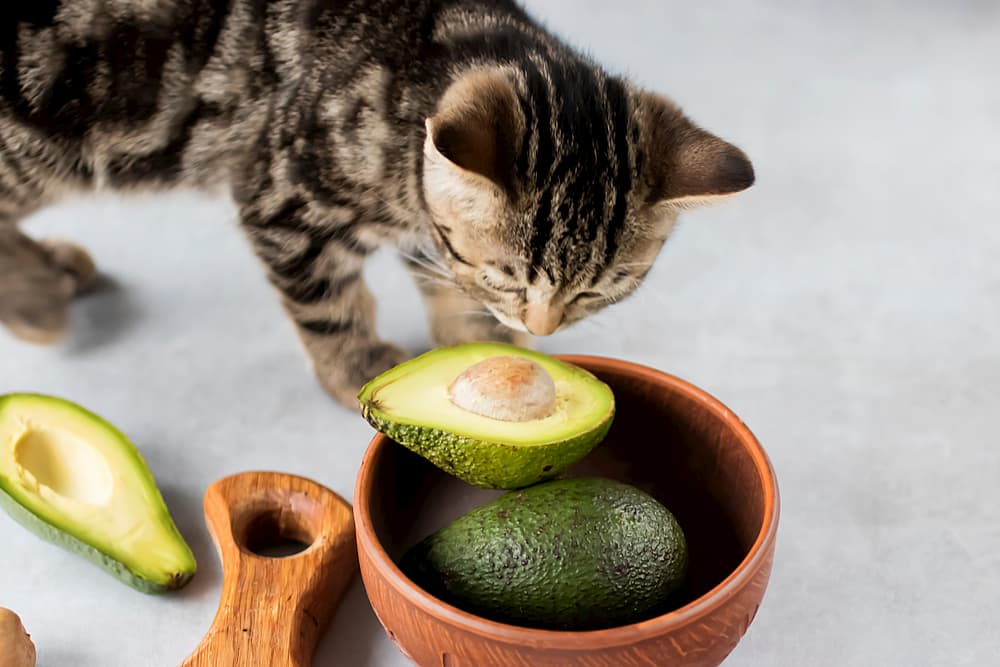 avocado cat mint