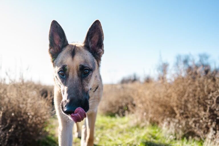 Rattlesnake Vaccine for Dogs Great Pet Care
