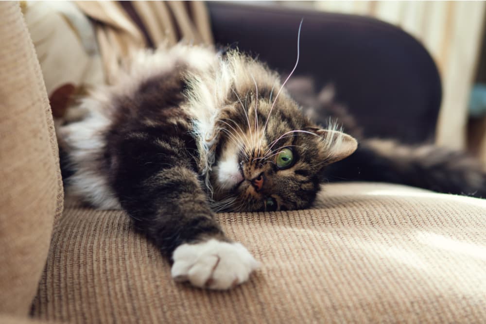 How to Clean Cat Pee Every Step You Need to Take Great Pet Care