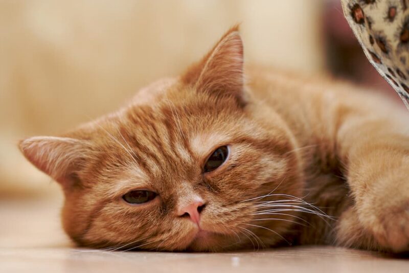 Is Lavender Safe for Cats? Great Pet Care