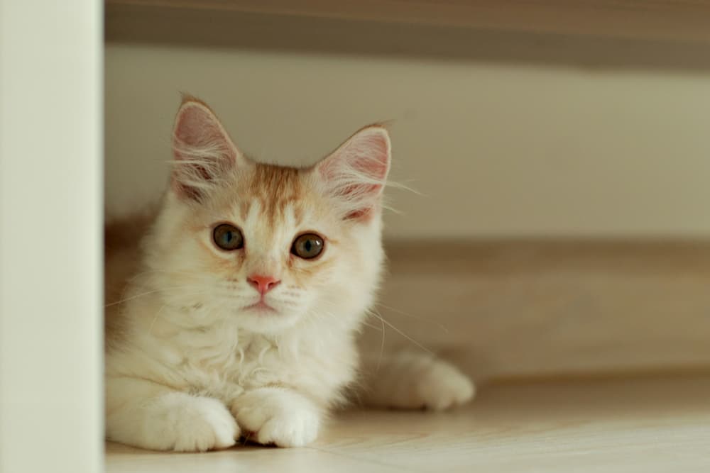 How to Clean Cat Pee: Every Step You Need to Take How to Clean Cat Pee: Every Step You Need to Take