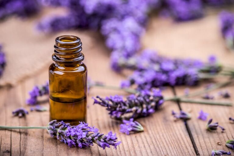 Is Lavender Safe for Cats? Great Pet Care
