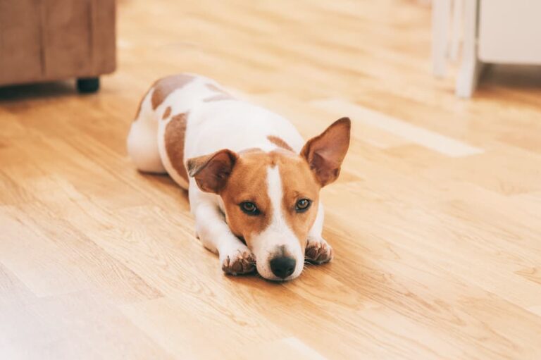 Dog laying on the ground with gas