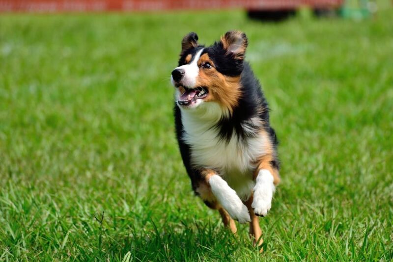 10 Most Active Dog Breeds Great Pet Care