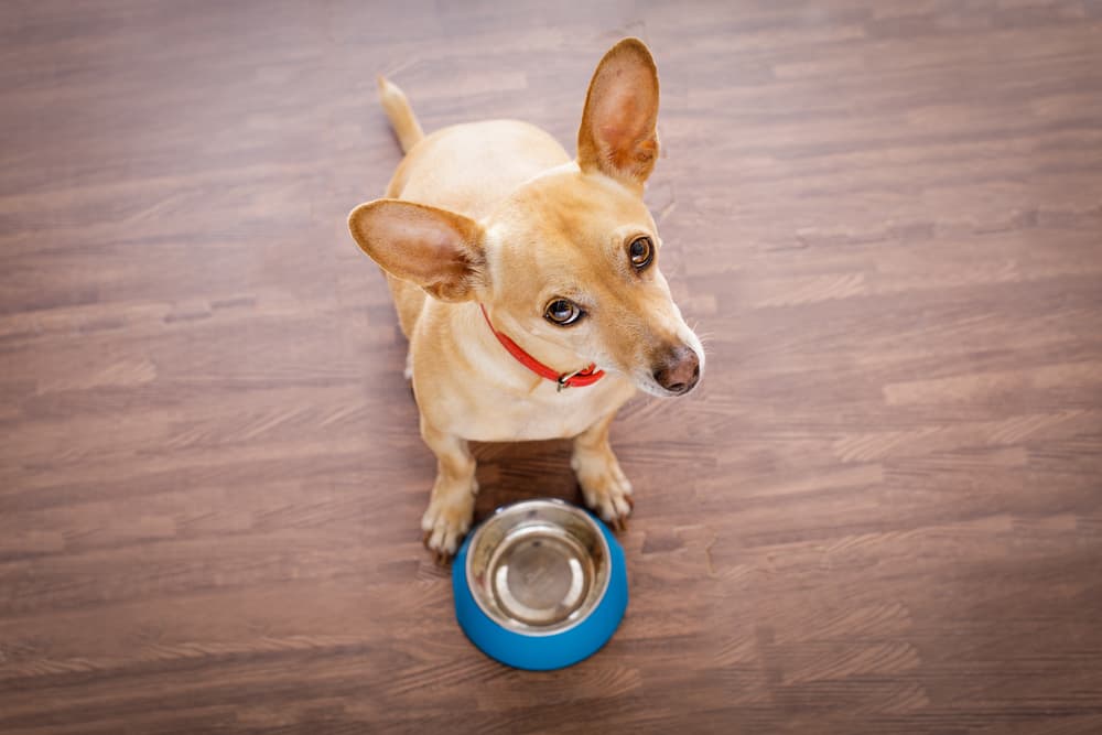 7 Mistakes to Avoid When Storing Dog Food Great Pet Care