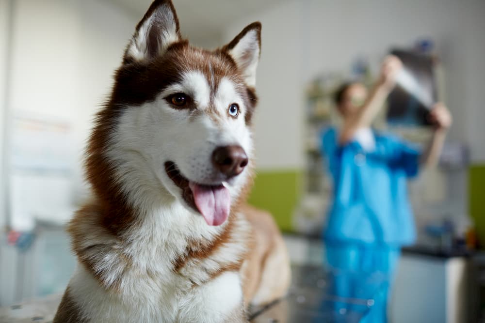 Benazepril for Dogs Benazepril for Dogs