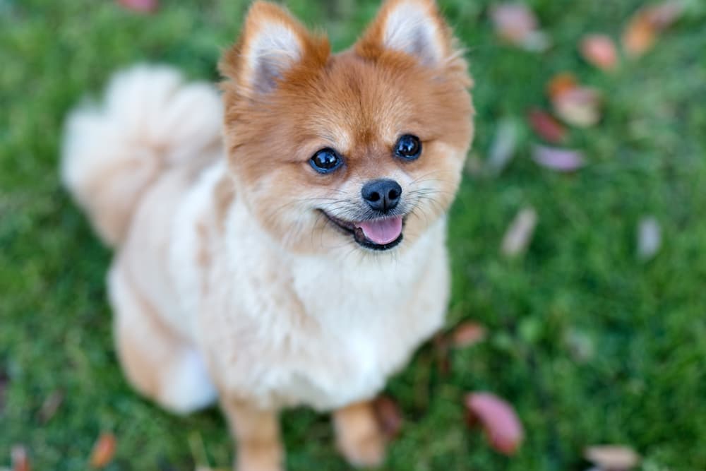 Praziquantel for Dogs Praziquantel for Dogs