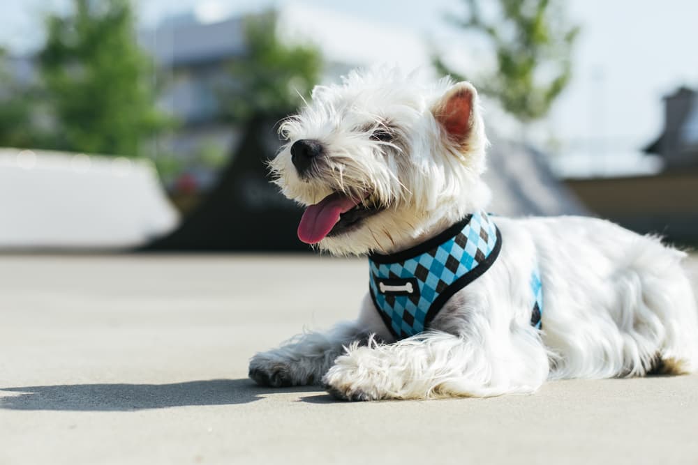 How to Put a Harness on a Dog How to Put a Harness on a Dog
