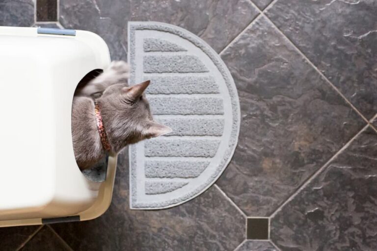 How to Clean Cat Pee Every Step You Need to Take Great Pet Care