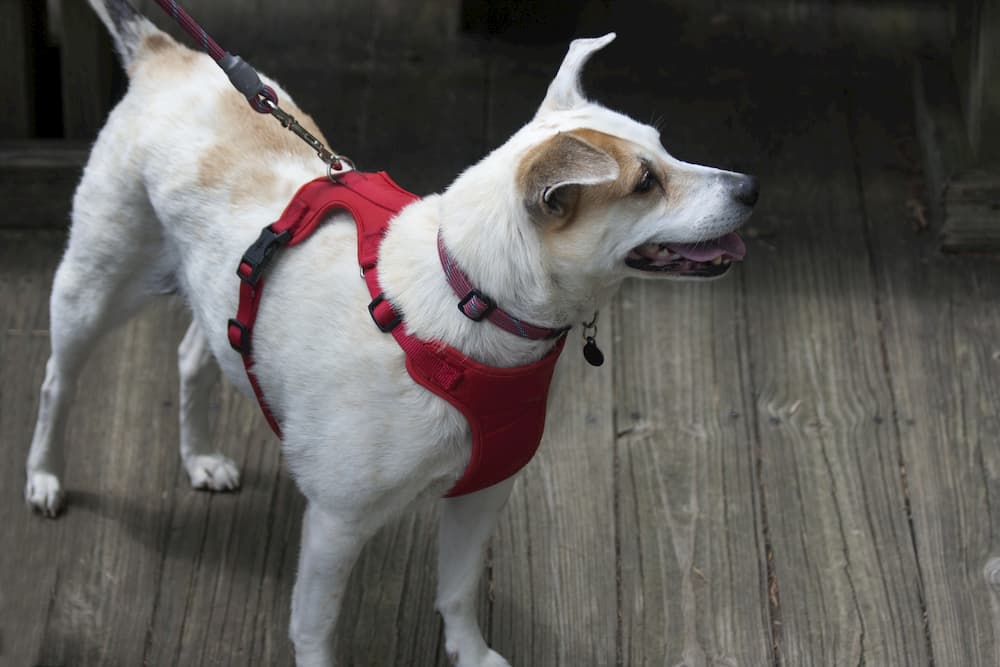 How to Put a Harness on a Dog Great Pet Care