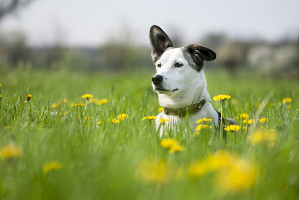 7 Springtime Dangers for Dogs 7 Springtime Dangers for Dogs