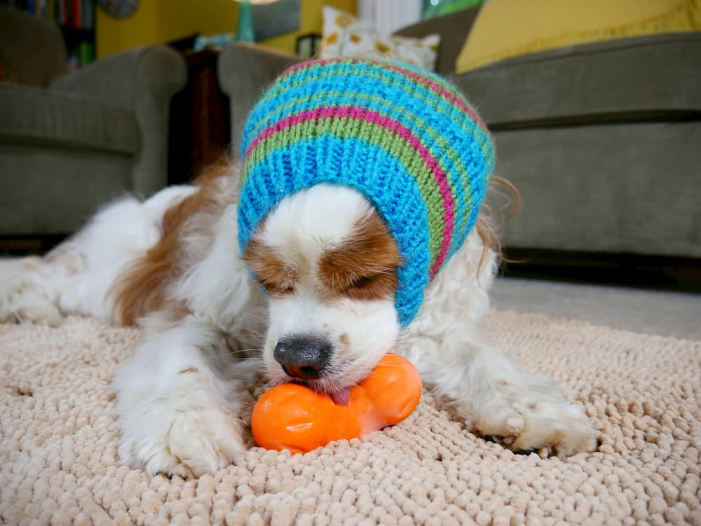 Dog playing with puzzle toy