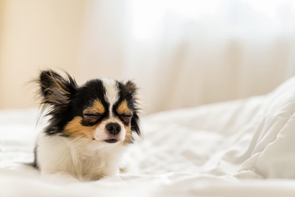 Why Do Dogs Sleep So Much? Great Pet Care