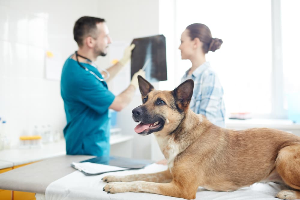 Dog X-Rays: Everything You Want to Know Dog X-Rays: Everything You Want to Know