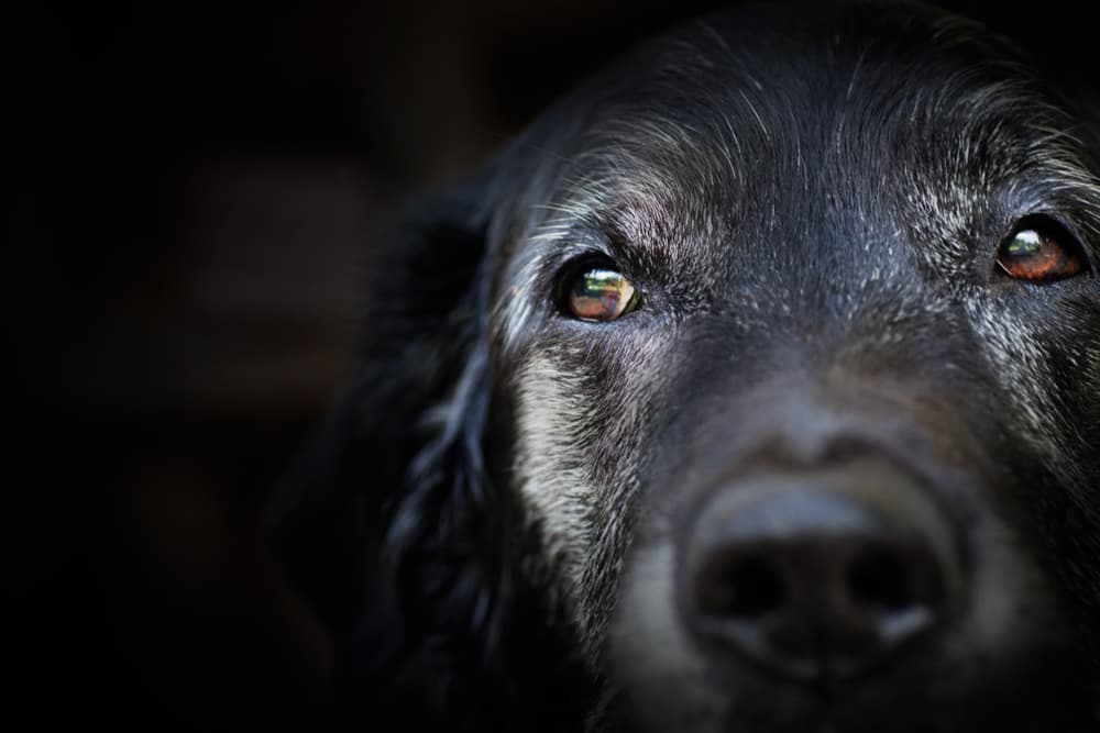 Dog looking up close up to camera