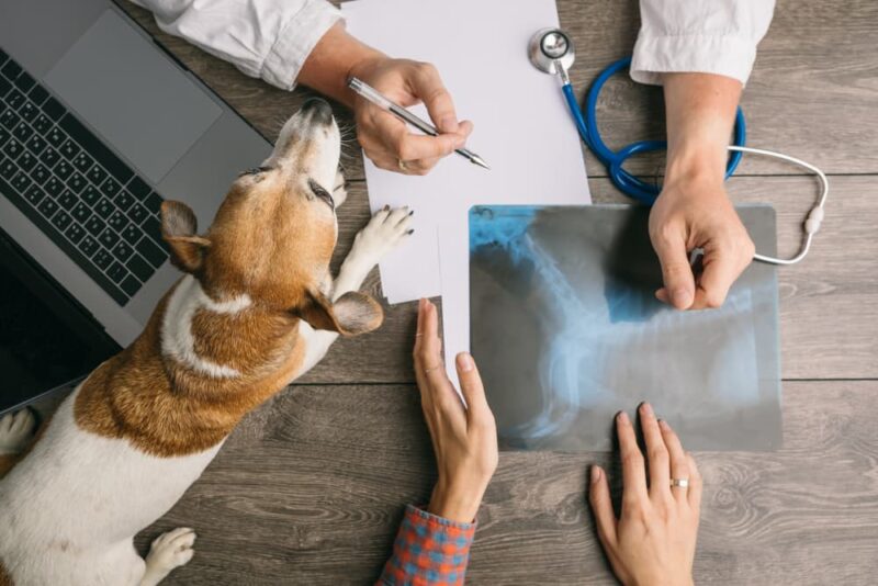 Dog XRays Everything You Want to Know Great Pet Care