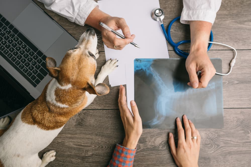 Dog XRays Everything You Want to Know Great Pet Care