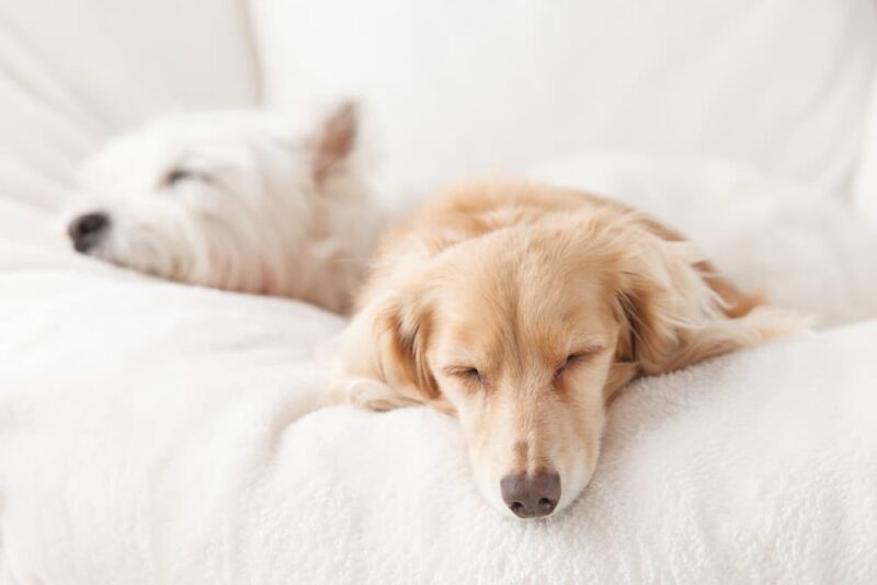 Why Do Dogs Sleep So Much? Great Pet Care