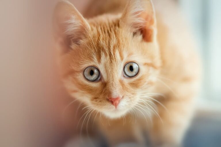 Cat looking up concerned with big wide eyes