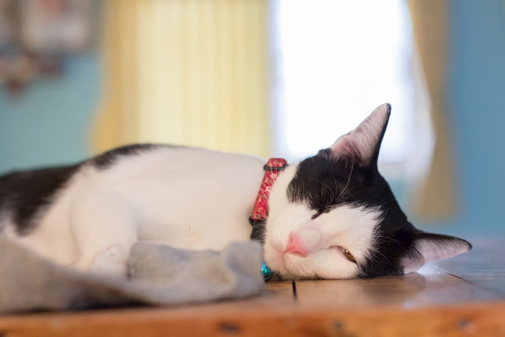 All About Cat Panting Great Pet Care