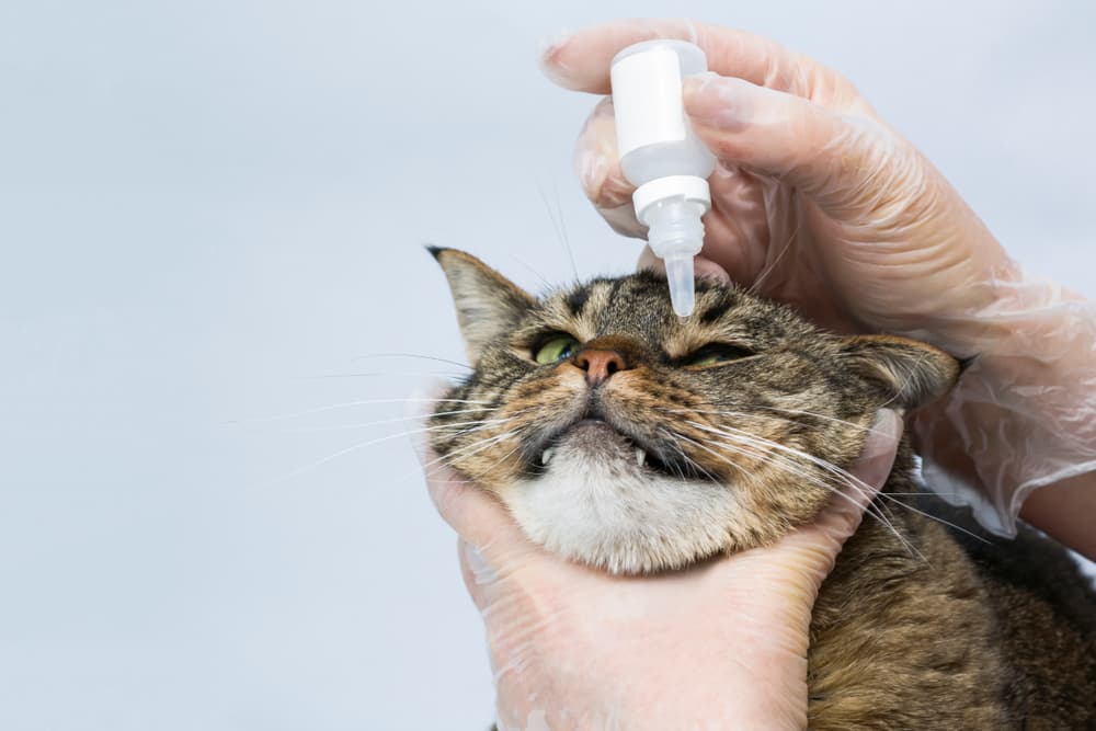 Keratitis in Cats Great Pet Care