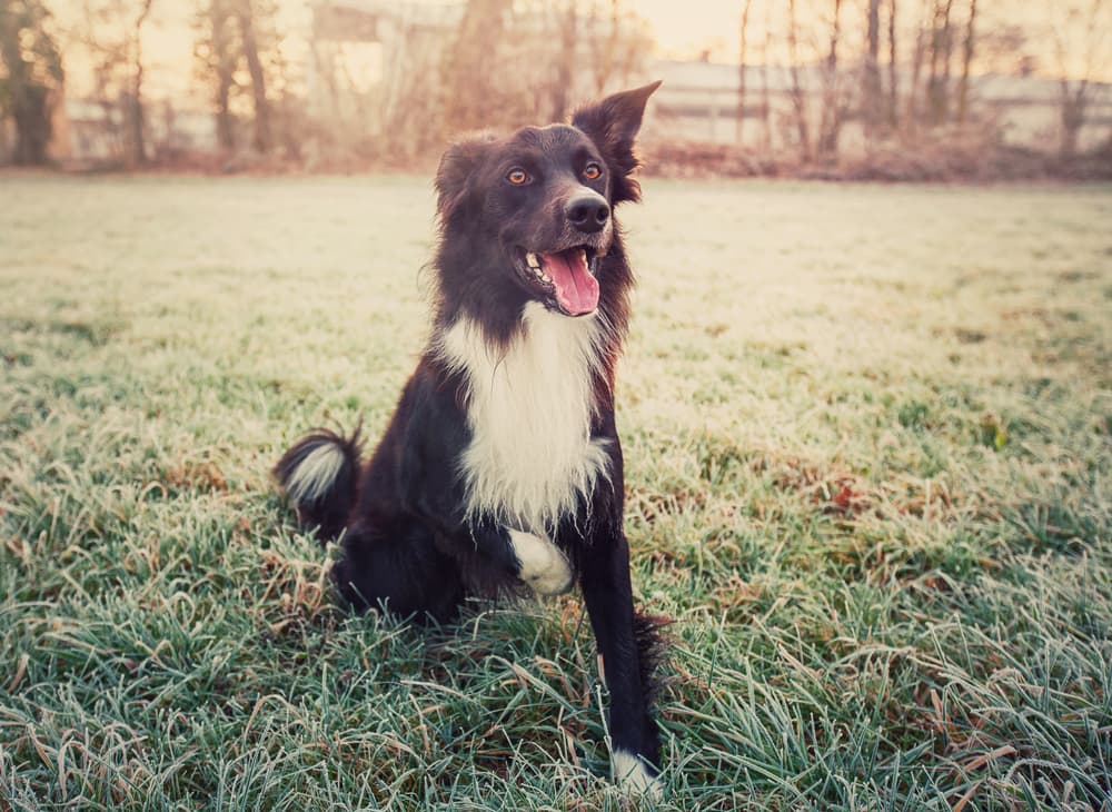 7 Easiest Dog Breeds to Train Great Pet Care