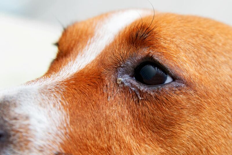 Dog Eyelids Facts and Common Problems Great Pet Care Dog Eyelids Facts and Common Problems Great Pet Care