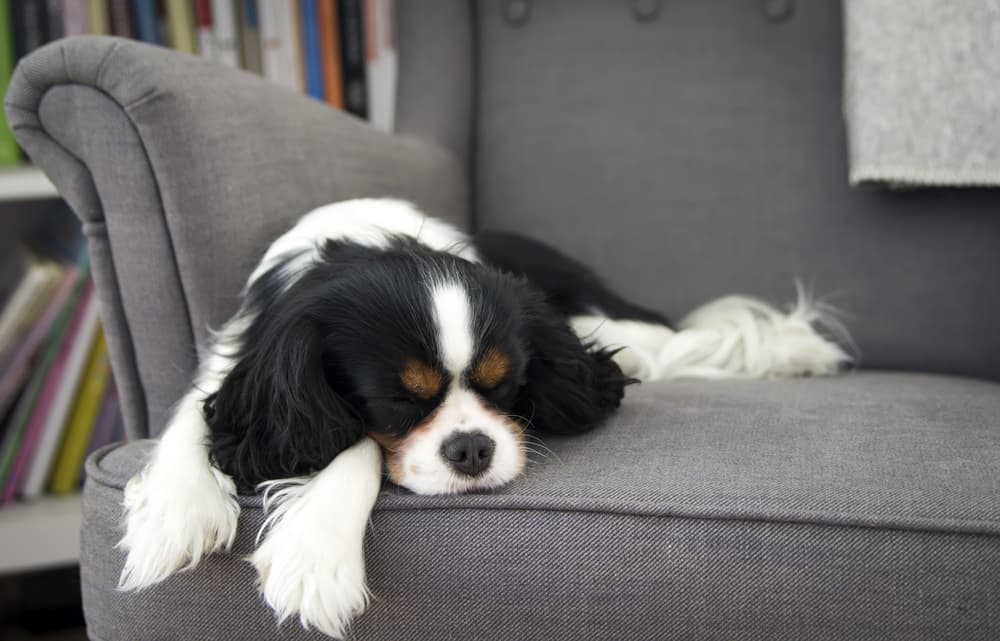 dog sleeping on sofa
