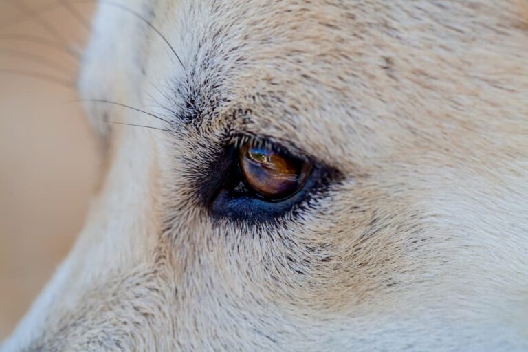 Dog Eyelids Facts and Common Problems Great Pet Care Dog Eyelids Facts and Common Problems Great Pet Care