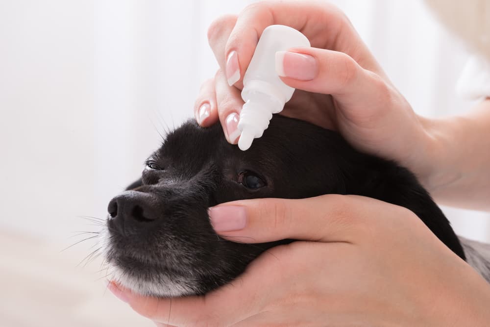 Applying eye drops to dog
