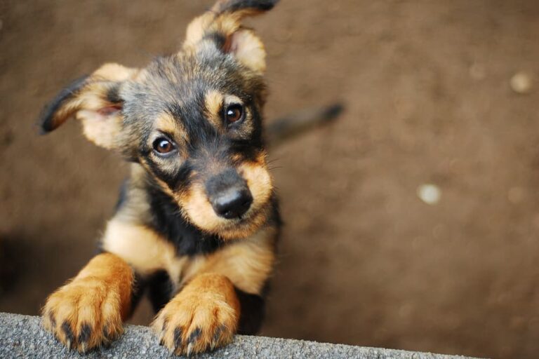 Close up of dog's face with head tilted