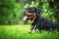 Tea Tree Oil for Dogs: Is It Safe? | Great Pet Care