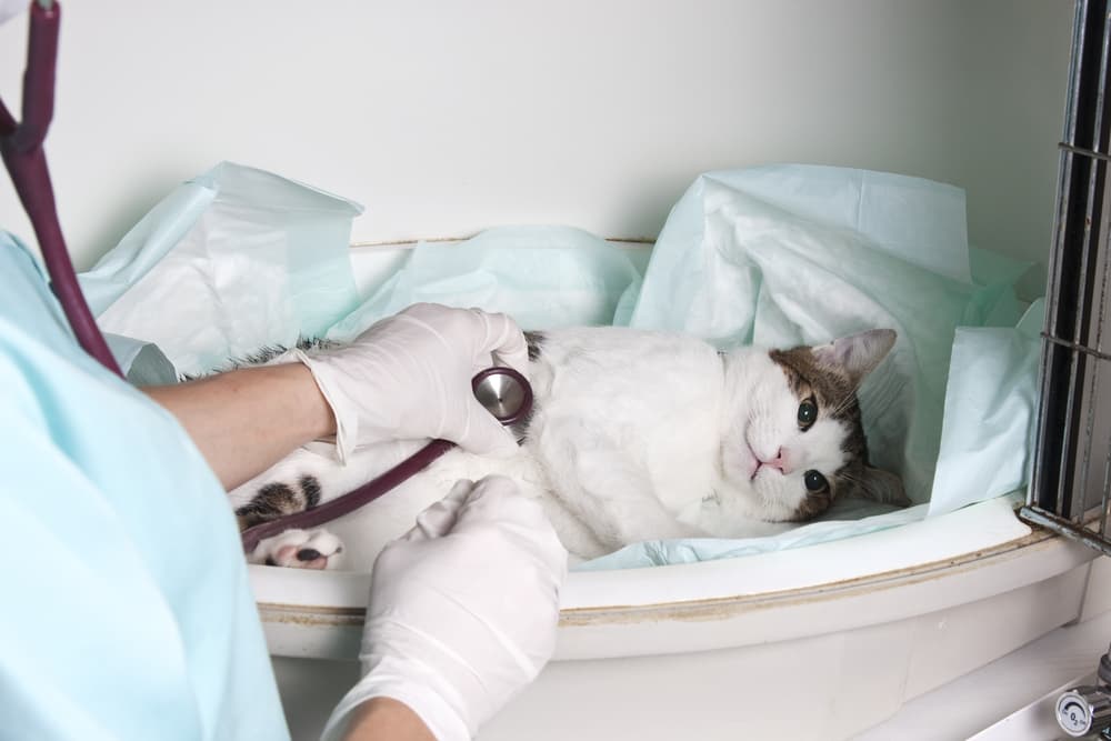 How to Handle a Pet Emergency Great Pet Care