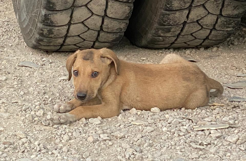 Stray puppy in Beirut