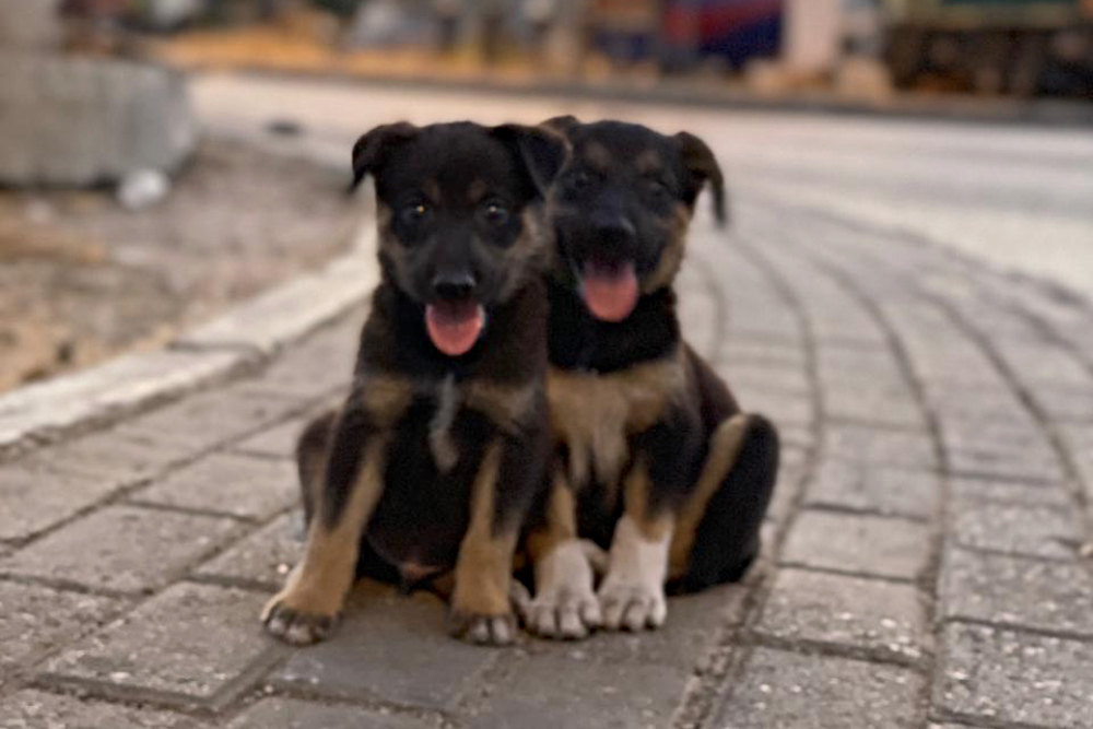 Puppies in need following Beirut explosion
